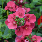 Diascia Elfjes Red